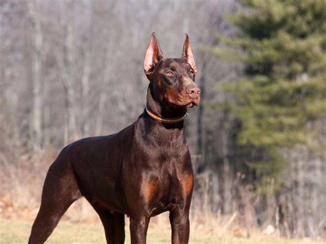 doberman pinscher puppies for sale|More.